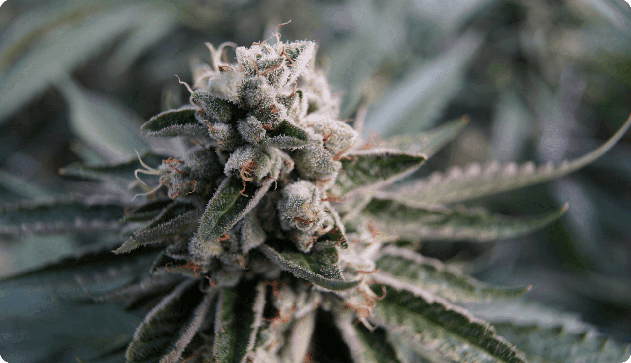 Cannabisblüte