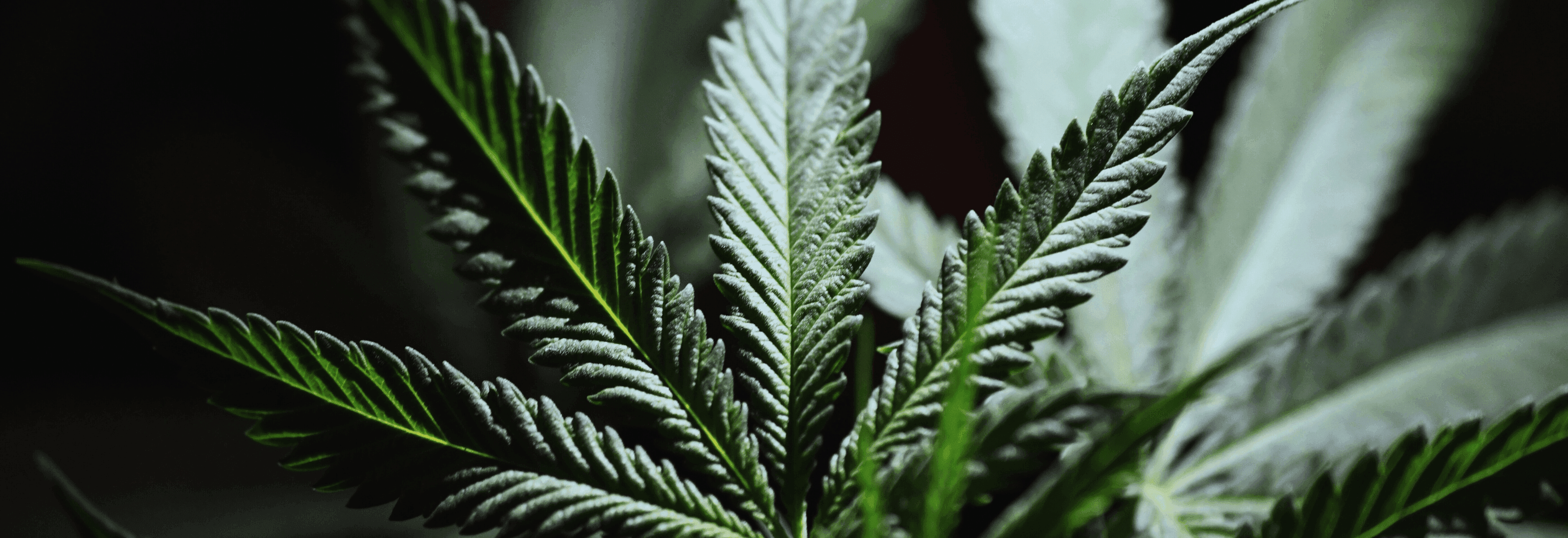 Cannabisblätter mit schwarzen Hintergrund